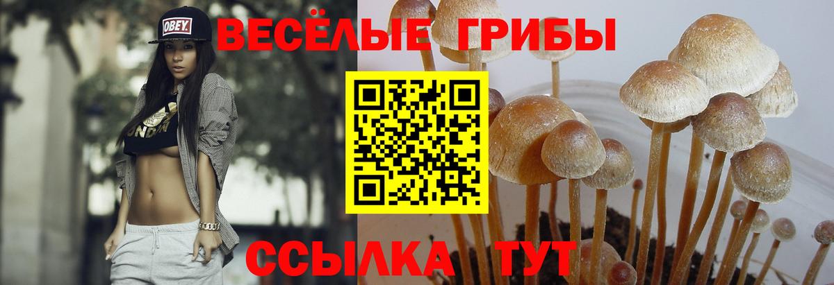 Галлюциногенные грибы Psilocybe Чебоксары